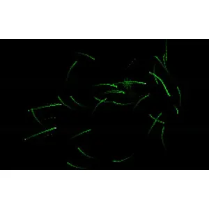 Borealis (clé Steam, monde entier)